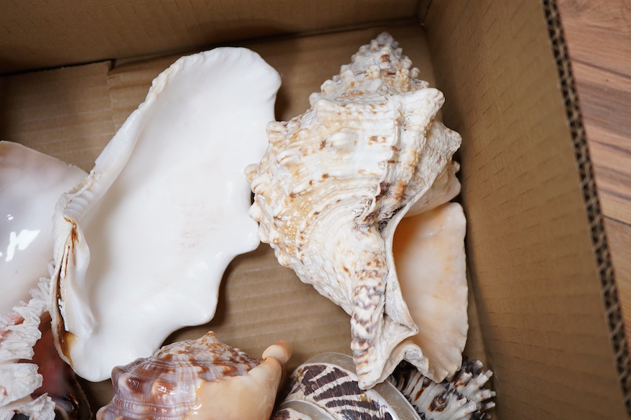 A collection of large sea shells to include a conch